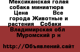 Мексиканская голая собака миниатюра › Цена ­ 53 000 - Все города Животные и растения » Собаки   . Владимирская обл.,Муромский р-н